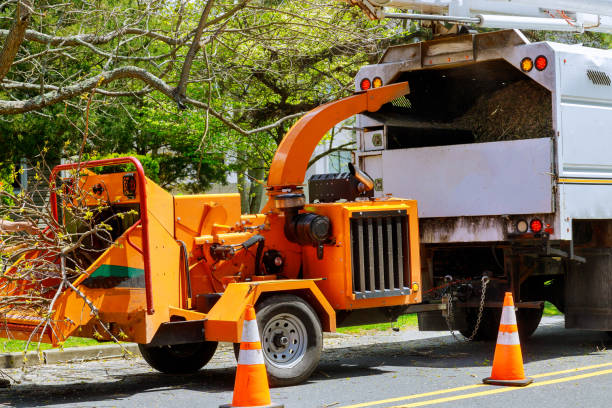 How Our Tree Care Process Works  in Castaic, CA